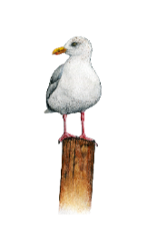Seagull vinyl sticker